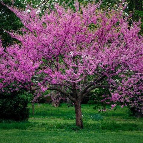 Image result for Eastern Redbud Tree