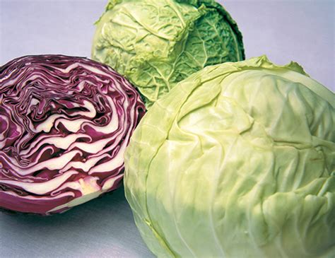 Image result for Cabbage