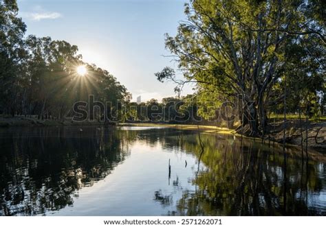 Image result for Murray River Python