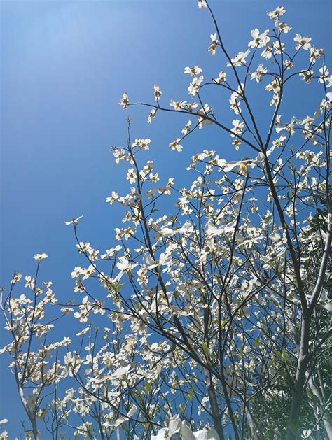 Bildergebnis für Ealy Spring Photo Nature