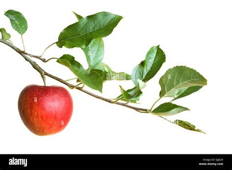 Tree Backdrop に対する画像結果