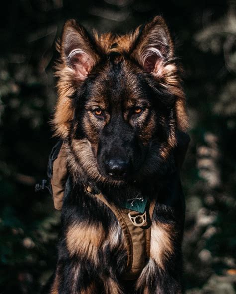 Top smartest german shepherds dogs in the world – Artofit
