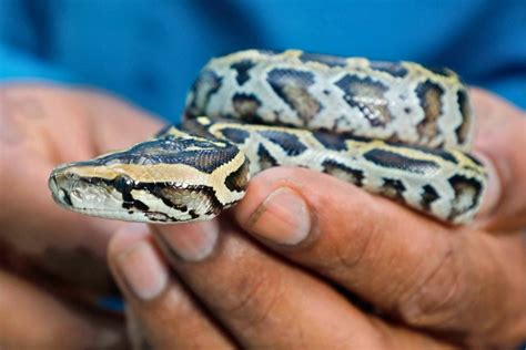 Image result for Ball Python Children