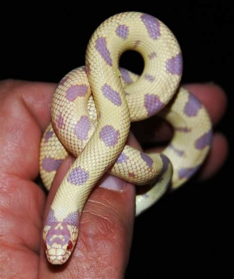 Image result for Lavender Corn Snake