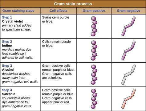 Gram Stain Shapes に対する画像結果