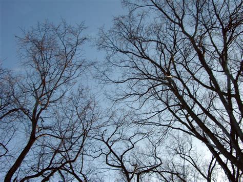 Image result for Winter/Spring Trees