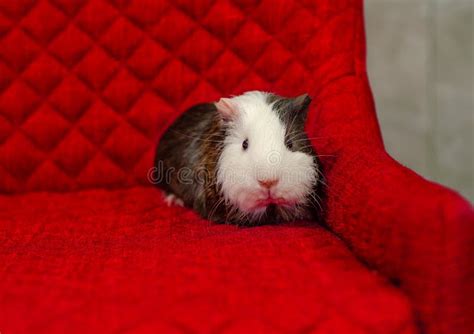 Image result for Sad Hamster Meme