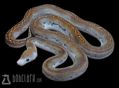 Image result for Pied Reticulated Python