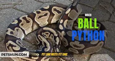 Image result for Disco Ball Python