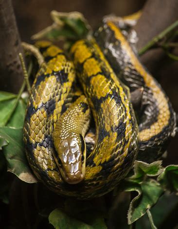 Toradh íomhá ar Python Snake Pics