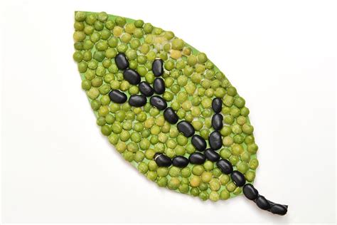 Toradh íomhá ar Fall Bean