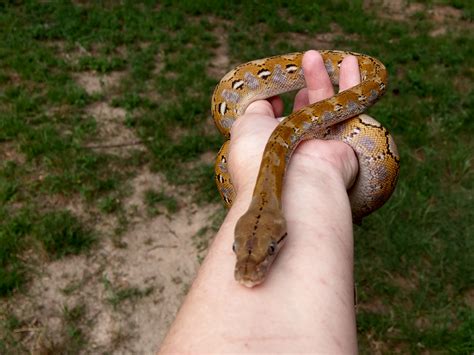 Super Dwarf Reticulated Python എന്നതിനുള്ള ഇമേജ് ഫലം