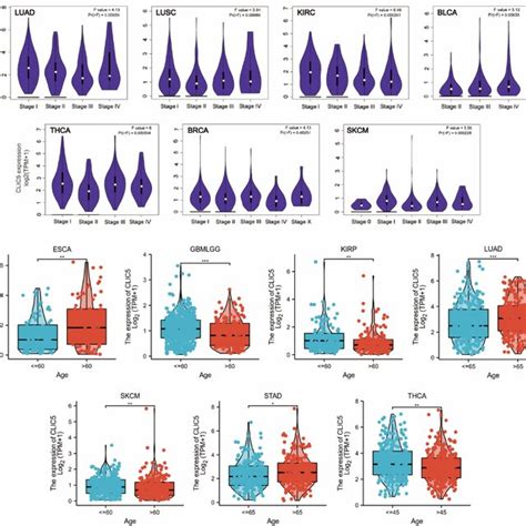 Afbeeldingsresultaten voor Phases of Gene Expression