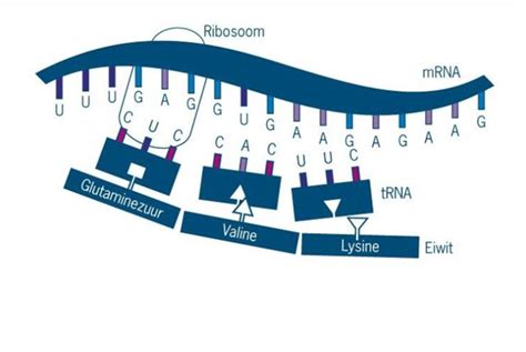 Image result for Translatie RNA