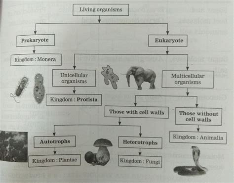 Toradh íomhá ar Classification Flowchart