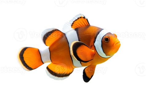 Image result for Transparent Snapping Fingers