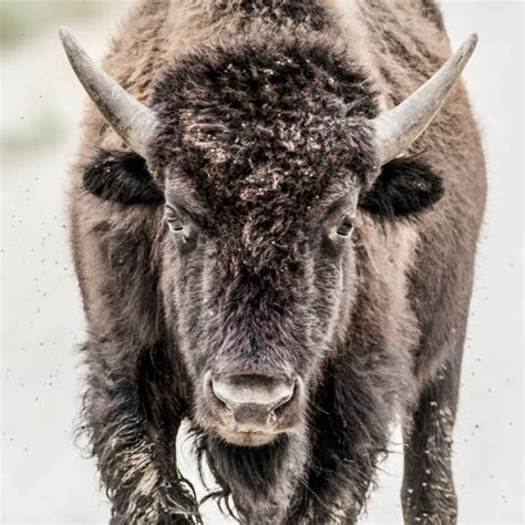 Image result for Buffalo Rock Logo