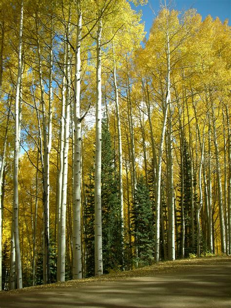 Image result for Forest Decal Roblox