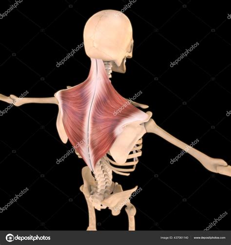 Image result for Soft Muscle Cells