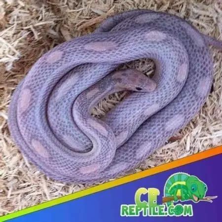 Image result for Lavender Corn Snake