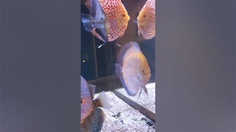 Image result for Purple Dragon Discus Fish