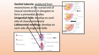 Genital Tubercle に対する画像結果