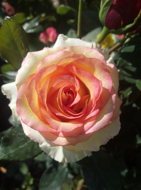 Image result for Rose Circle Border