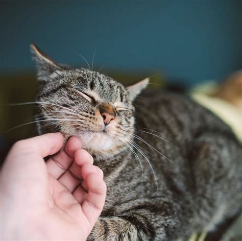 Image result for Cat Superposition