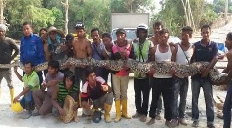 Image result for Python Snake in Abbotabad