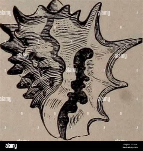 Image result for Cone-Shaped Shell of British Columbia