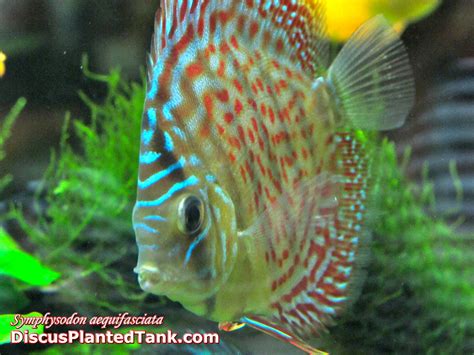 Image result for Red Turquoise Discus