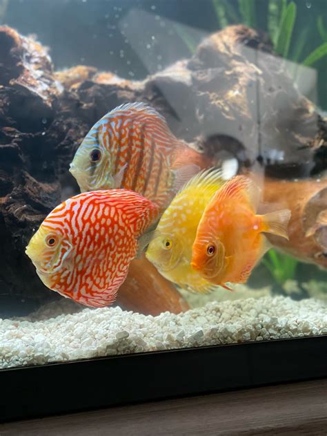 Image result for Red Turquoise Discus