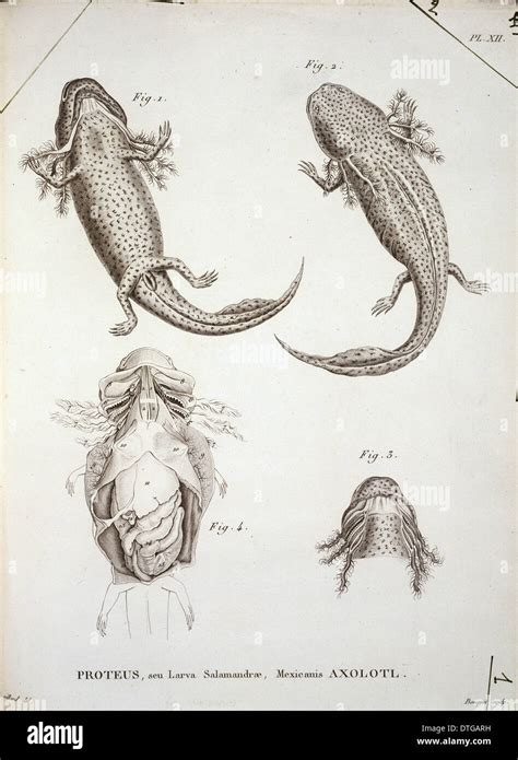 Image result for Proteus Zival