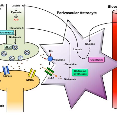 Image result for Mesolimbisch Circuit