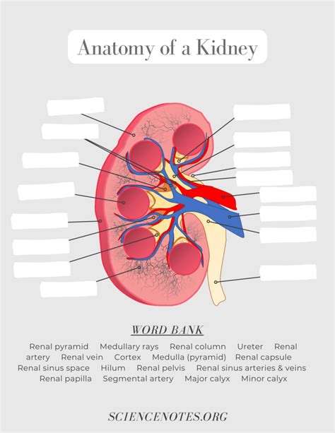 Image result for Kidney Anatomy Chart