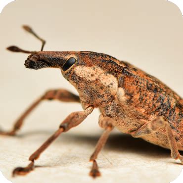 Weevil Control に対する画像結果