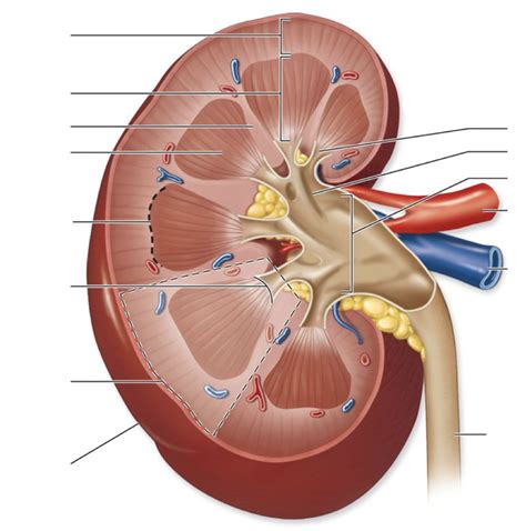 Image result for Kidney Anatomy Chart