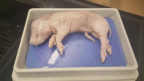 Pig Eye Dissection に対する画像結果