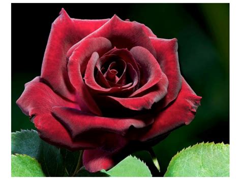 Image result for Rose Circle Border