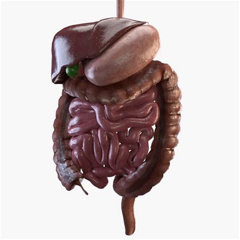 Parts of Digestive System 3D Model に対する画像結果