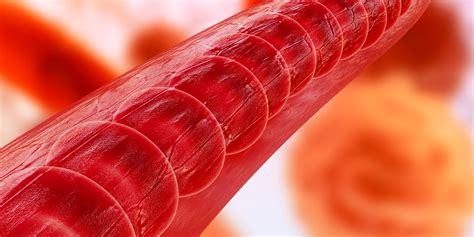 Image result for Capillary in Tissue