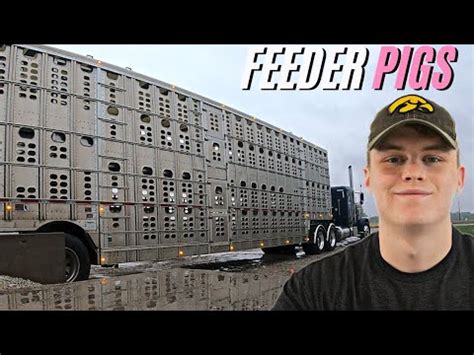 Toradh íomhá ar Loading Out Pigs