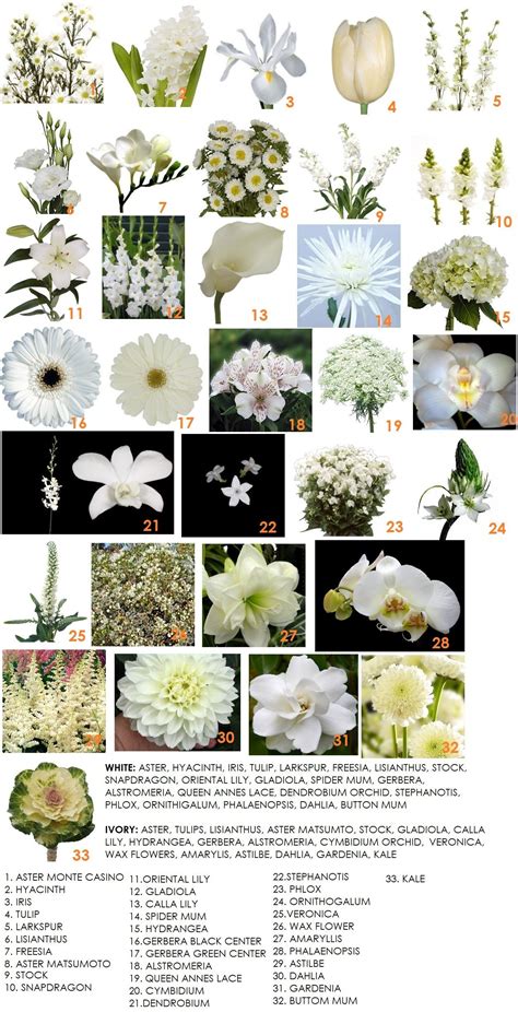 תוצאת תמונה עבור Weeding White Flowers Types