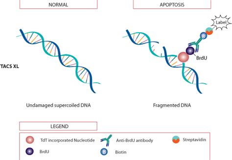 Tunel Assay に対する画像結果