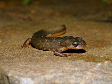 Toradh íomhá ar Triton ATM Machine