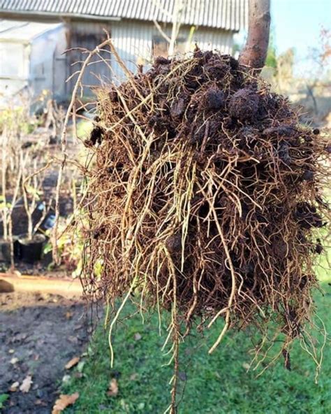 Afbeeldingsresultaten voor Plum Tree Root System