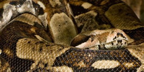 Afbeeldingsresultaten voor Boa vs Python Deaths