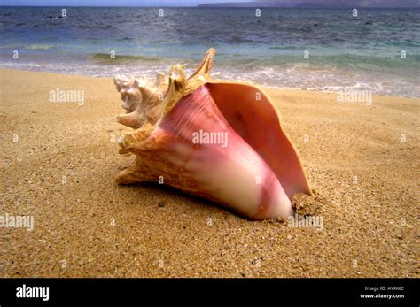Toradh íomhá ar Beautiful Conch Shell