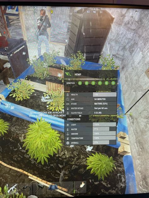 Afbeeldingsresultaten voor Perfect Hemp Clone Rust