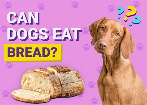 Dogs Bread Humans に対する画像結果